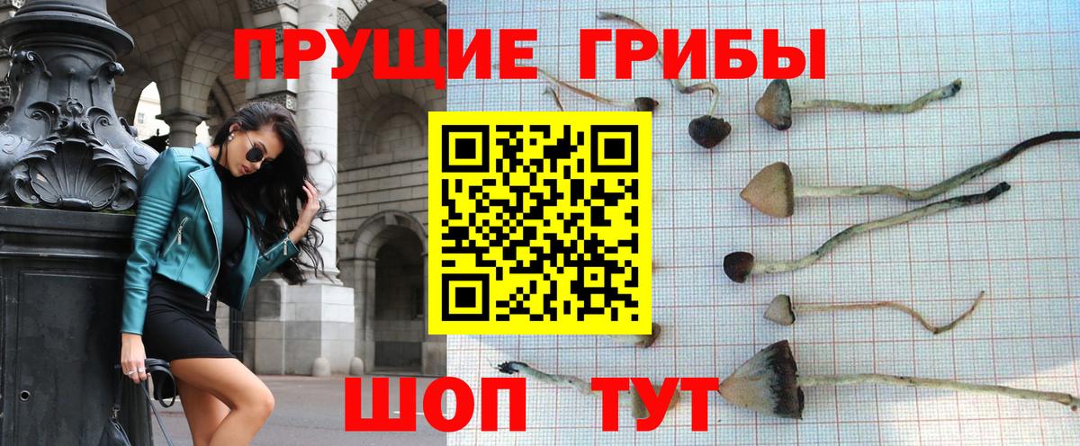 Псилоцибиновые грибы Cubensis Волгоград